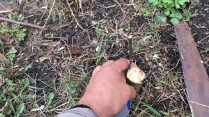 Прививка яблонь весной черенками за кору.