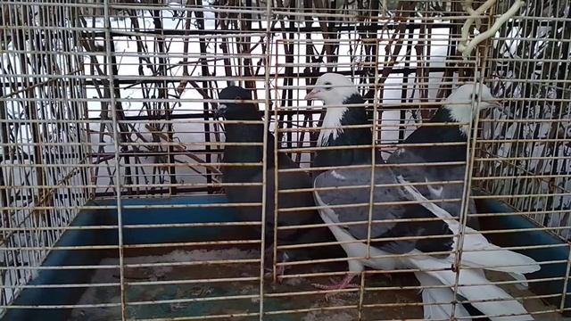 Обзор метисов Николаевский голубь пермская голубка смотреть онлайн