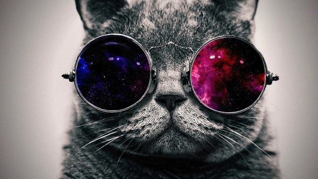GROOVY CAT смотреть онлайн