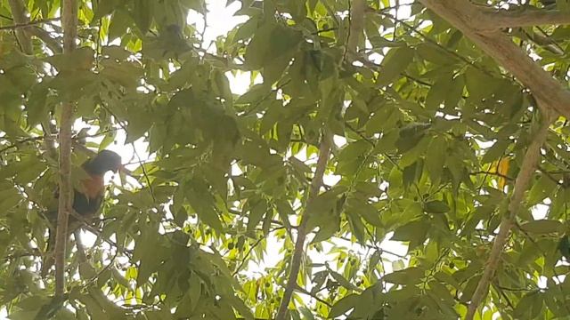 Currently Have Lorikeets In Our Jamaican Cherry Tree.  Volume On