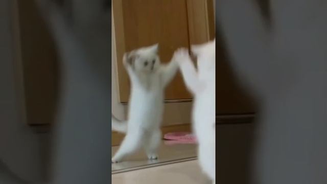 котенок вдруг увидел себя.mp4 смотреть онлайн