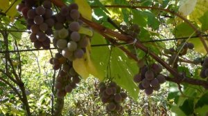 Сорт винограда Лидия.