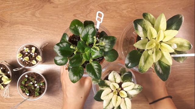 Новинки Коллекции Мини Фиалок Н Нейтири Emerald Bell Jolly Jubilee смотреть онлайн