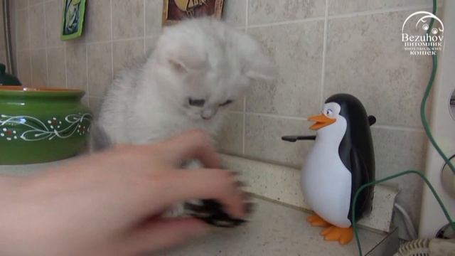 Фенечка SCS as11. Д/Р 20.03.17 смотреть онлайн