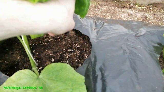 Огурцам 30 дней с момента всходов//33 дня с момента посева семян/Выращивание огурцов зимой в теплиц смотреть онлайн