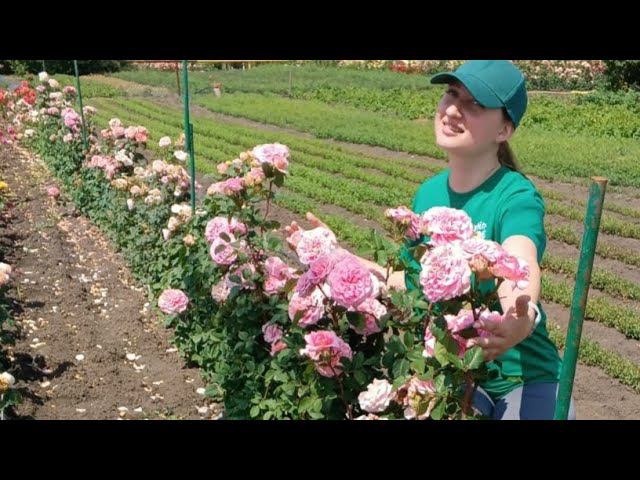 Эшли. Ashley.Группа: Срезочные, Чайно-гибридные (Florists Rose, Hybrid Теа) rosebushes.ru смотреть онлайн