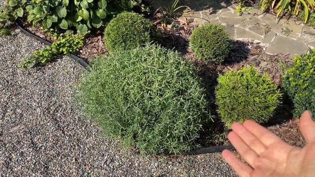 Стрижка лаванды осенью смотреть онлайн