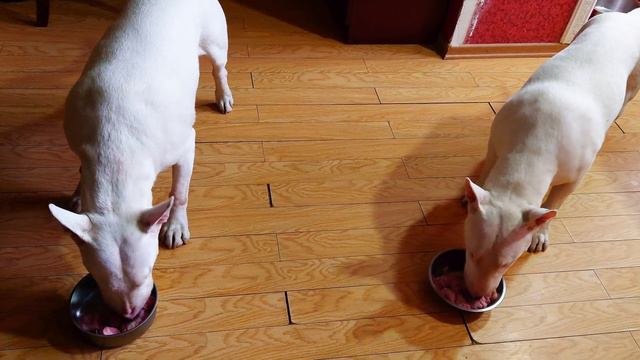 Дэнни и Снап Бультерьеры - Куриная голова 🐔 Danny and Snap Bull Terrier's смотреть онлайн