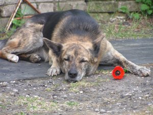 Весна, цветы, для хорошего настроения