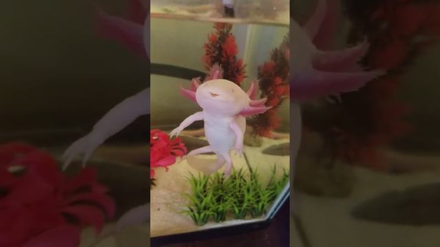Playful pink axolotl ( leucistic albino) смотреть онлайн