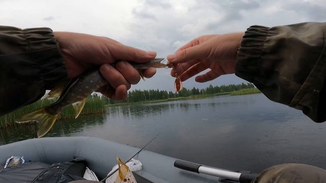 ЖАБОВНИК. ПОИСК РЫБЫ НА ПОПЛА ПОППЕР И MEPPS AGLIA. #отчет2 смотреть онлайн