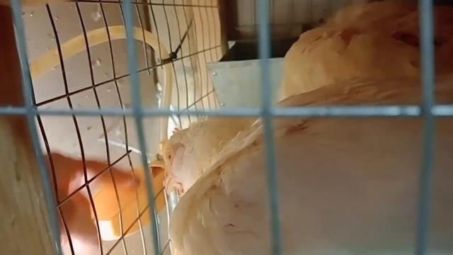 Новые кухонные бройлеры/растём?/котлеты и тушёнка смотреть онлайн