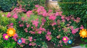 Спирея японская Дартс Рэд. Краткий обзор, описание характеристик spiraea japonica Darts Red