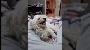 никогда не злите собаку собака укусила хозяина за яйца