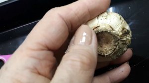 Секрет получения деток гиацинта. Лайфхак Рекомендации, советы по размножению и хранению гиацинтов.