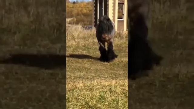 Лошади город Смоленск Гастон Бельгийский тяжеловоз смотреть онлайн
