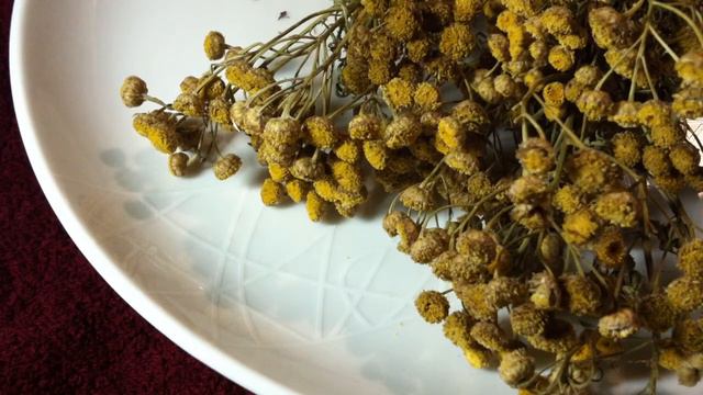 Какие противопоказания есть у пижмы. смотреть онлайн