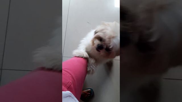 Mabait at sweet yan baby charlie смотреть онлайн