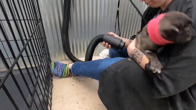 Meatloaf the pug! First puppy groom смотреть онлайн