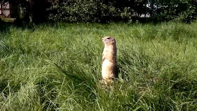 Сибирский суслик смотреть онлайн