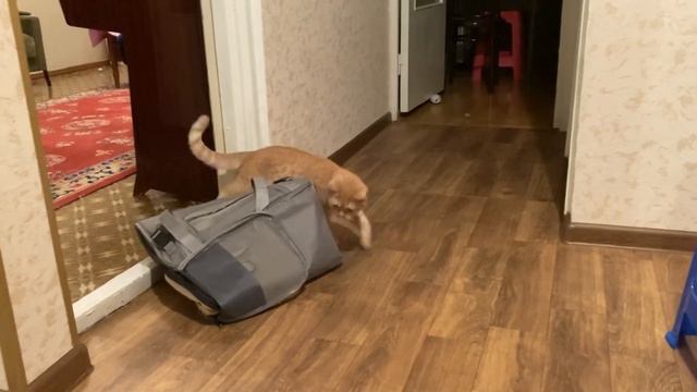 Котёнок Кузя. Переноска или домик? Вот в чем вопрос... смотреть онлайн