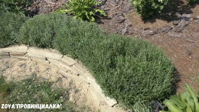 Обязательная обрезка ЛАВАНДЫ летом!!/ Лаванда в цветниках/ #lavender #pruninglavender #деревня #лет смотреть онлайн