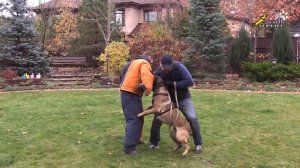 Собака для охраны, малинуа, работа в наморднике и другие упражнения   28.10.2018
