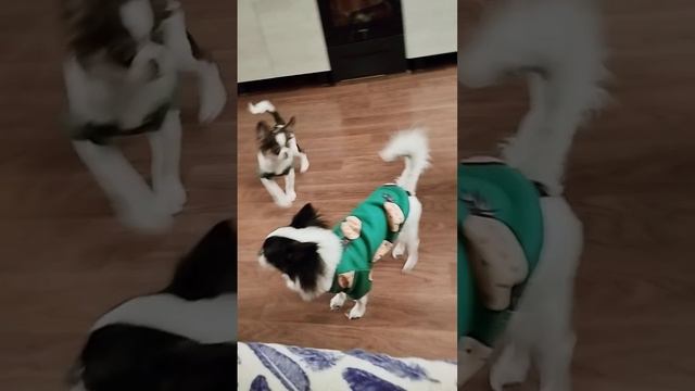 Не бойтесь #щенкичихуахуа #чихуахуа #милыесобачки смотреть онлайн