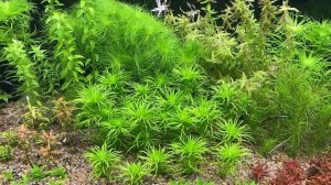 Создание медленного травника без CO2 и с минимумом удобрений.  Основное правило.