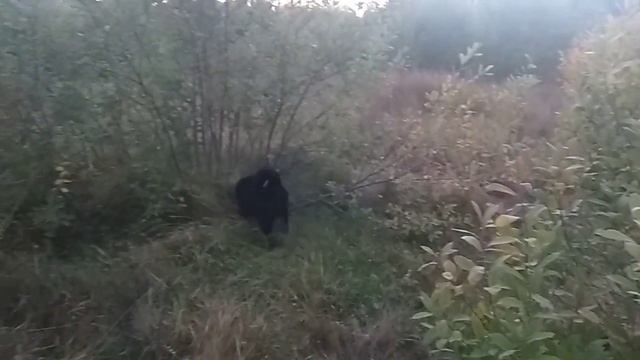 Развиваем чутьё!!! смотреть онлайн
