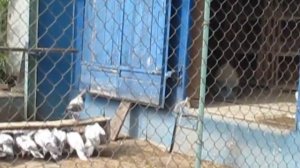 Будапештские высоколетные голуби 10