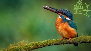 Голоса птиц Как поёт Зимородок (Alcedo atthis).mp4