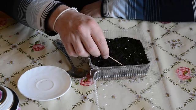 Сажаем землянику крупноплодную в кипяток | Семена ремонтантной земляники на рассаду смотреть онлайн