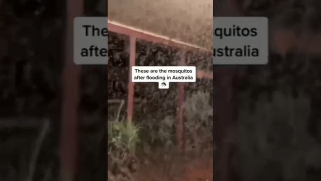 На побережье Австралии нашествие комаров после мощного наводнения смотреть онлайн