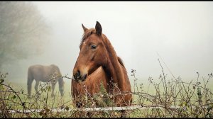 Валерий Золотухин ( Ходят кони )
