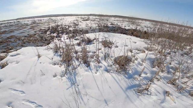 Построил шалаш для охоты с подсадной, летит много гуся, весна 2022 смотреть онлайн