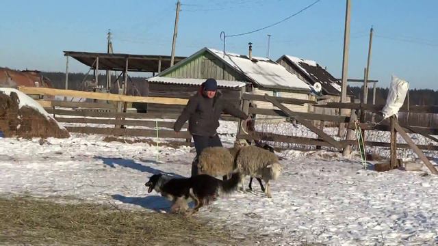 Обучение пастушьей собаки. Бордер-колли Белка. Ферма Паллада смотреть онлайн