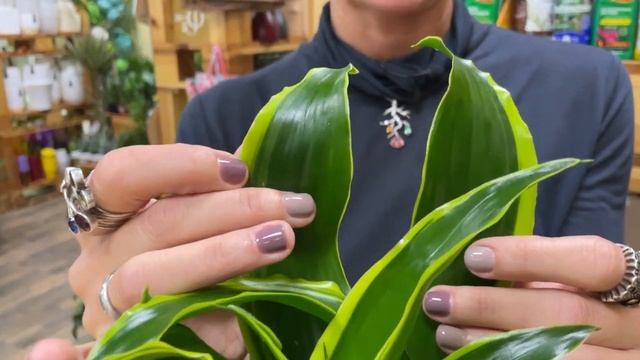 Драцена Дорадо  - обзор сорта широколистной драцены | Что делать, если драцена вытянулась