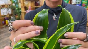 Драцена Дорадо  - обзор сорта широколистной драцены | Что делать, если драцена вытянулась