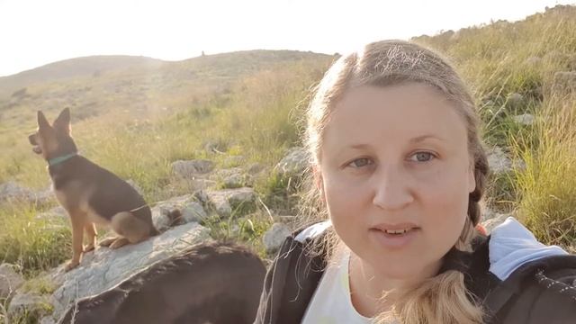 Что делать если собака убежала