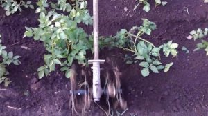 окучивание картофеля насадкой на бензокосу