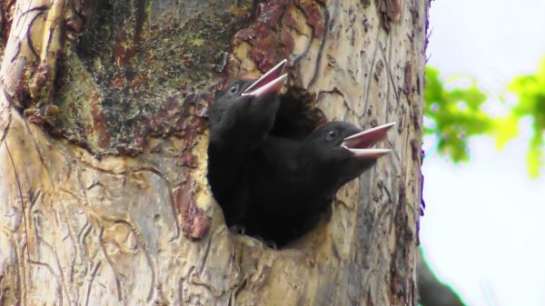 Дом для желны. Дятлы кормят своих подросших птенцов ( Dryocopus martius )