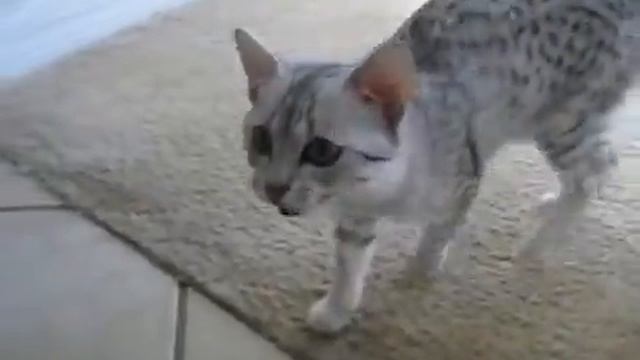 Котёнок египетской мау смотреть онлайн