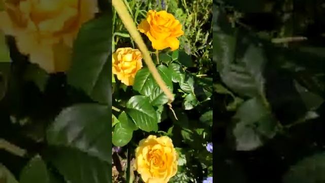 Жёлтая роза Керио смотреть онлайн