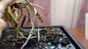 Пересадка орхидеи с очень большими воздушными корнями. Обрезать воздушные корни или нет?