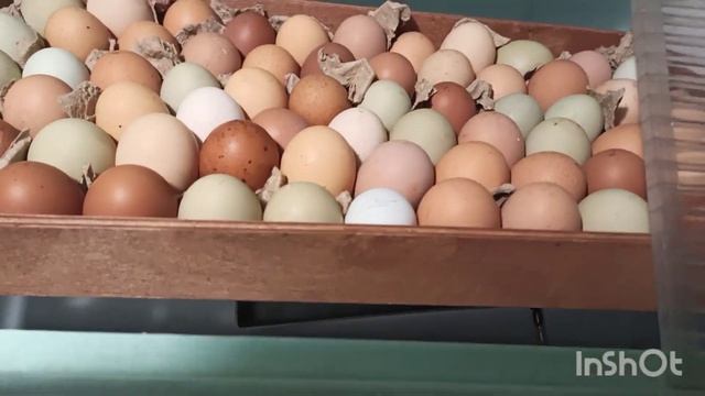 Закладка инкубаторов. смотреть онлайн