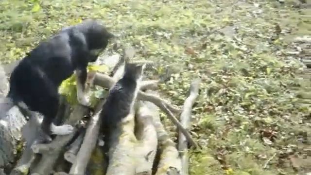 Наши питомцы подружились... почти смотреть онлайн