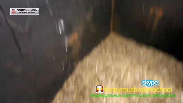 Субстрат для вешенки, закладка в бочку смотреть онлайн