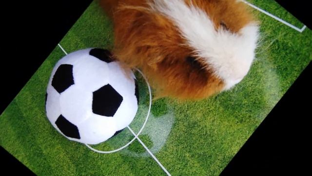 Orakel Meerschweinchen Herr Zottel EM 2012-Vorbereitung / Oracle guinea pig Mr. Zottel EURO 2012 смотреть онлайн