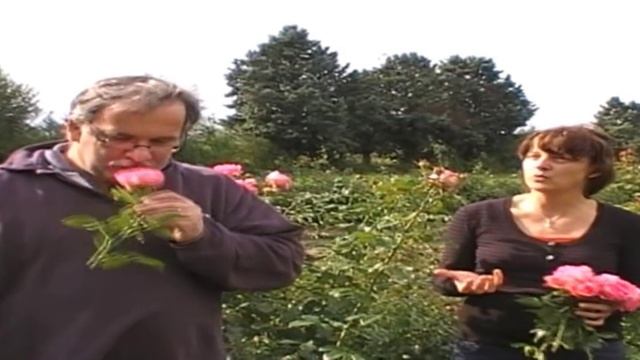 Delbard Rosen - Rose De Molinard